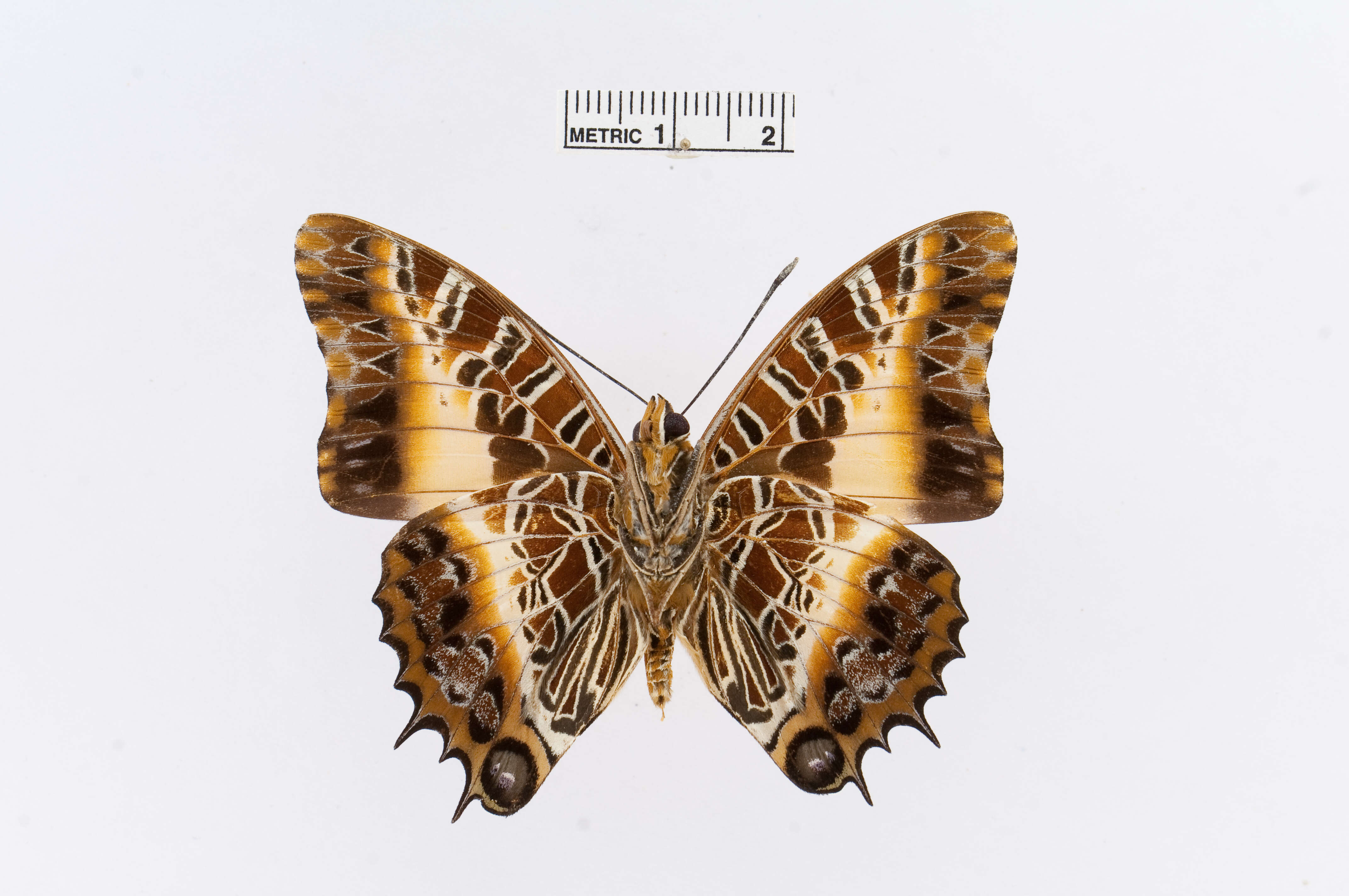 Image of Charaxes pollux