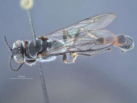 Image of Trypoxylon fruticicola Tsuneki 1981