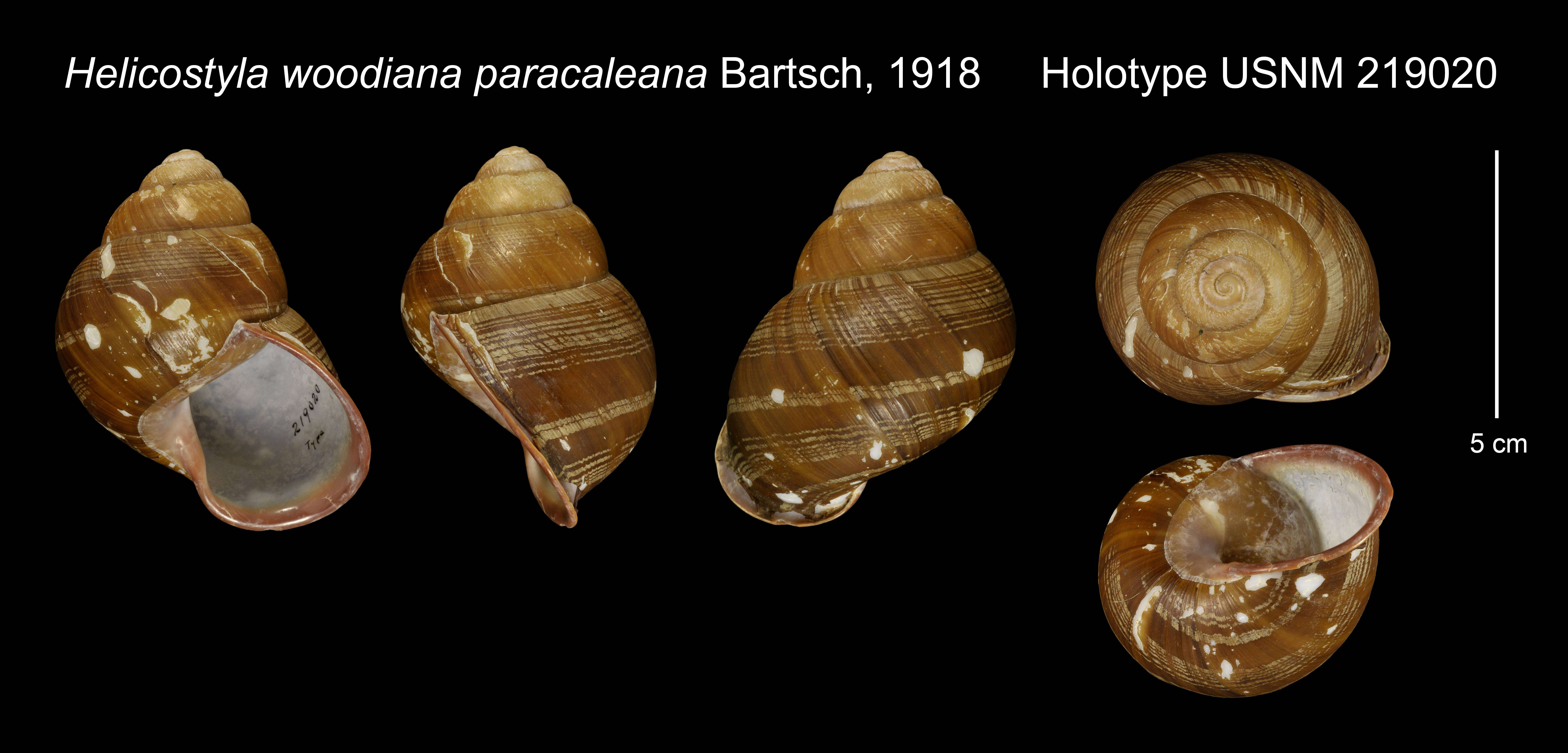 Image of Helicostyla woodiana paracaleana Bartsch