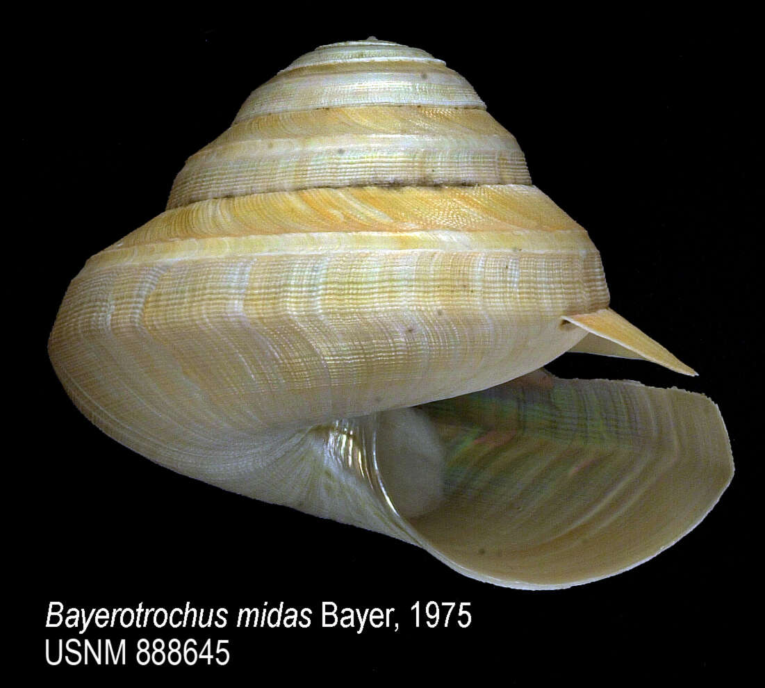 Image of Bayerotrochus midas (Bayer 1965)