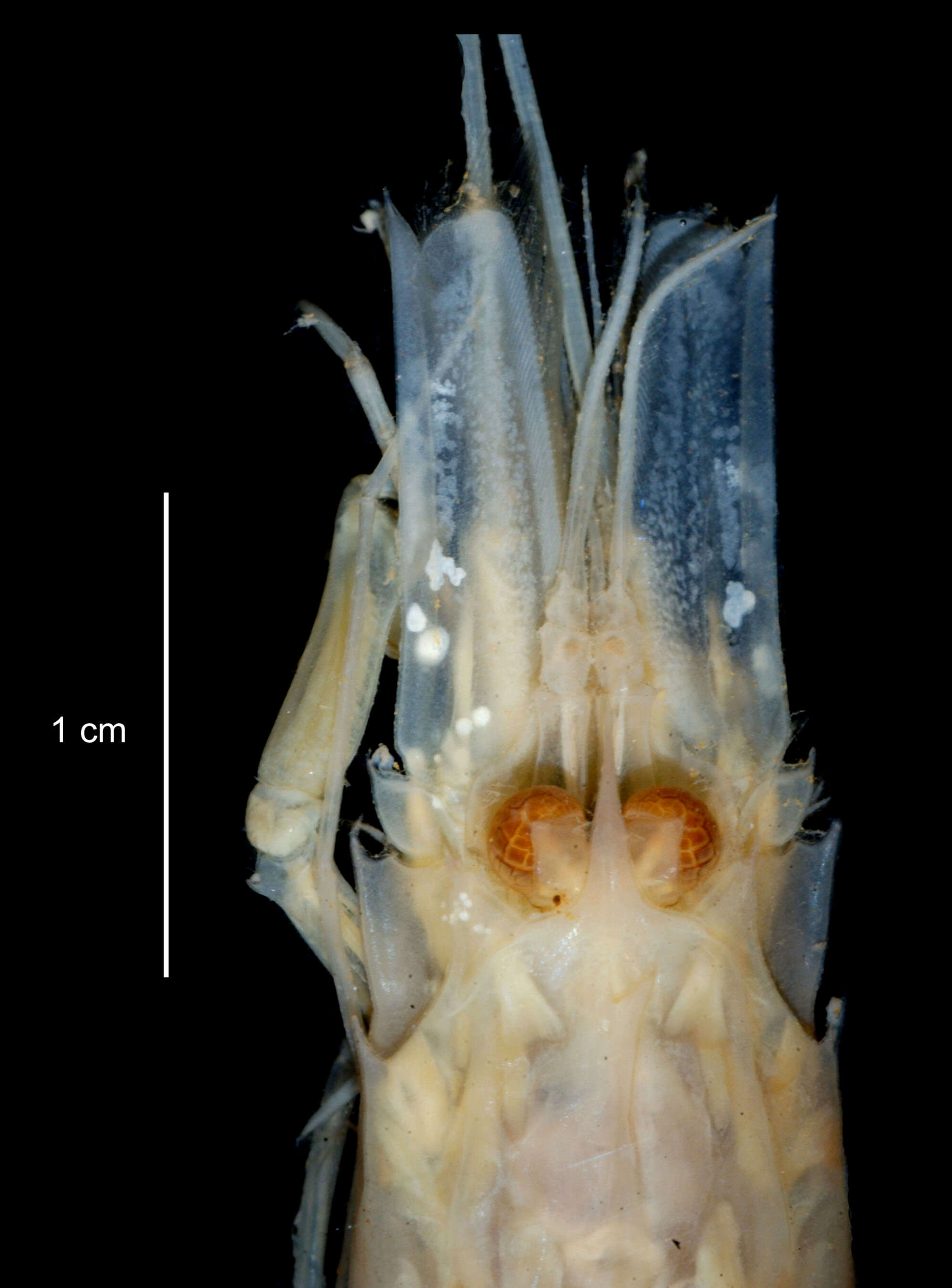 Image of Crangon antarcticus Pfeffer 1887