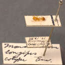 Image of Monomorium longipes Emery 1914