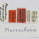 Image of Macrochenus tonkinensis Aurivillius 1920