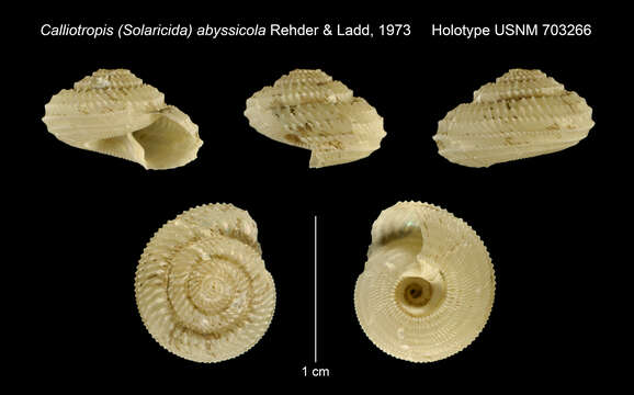 صورة Calliotropis abyssicola Rehder & Ladd 1973