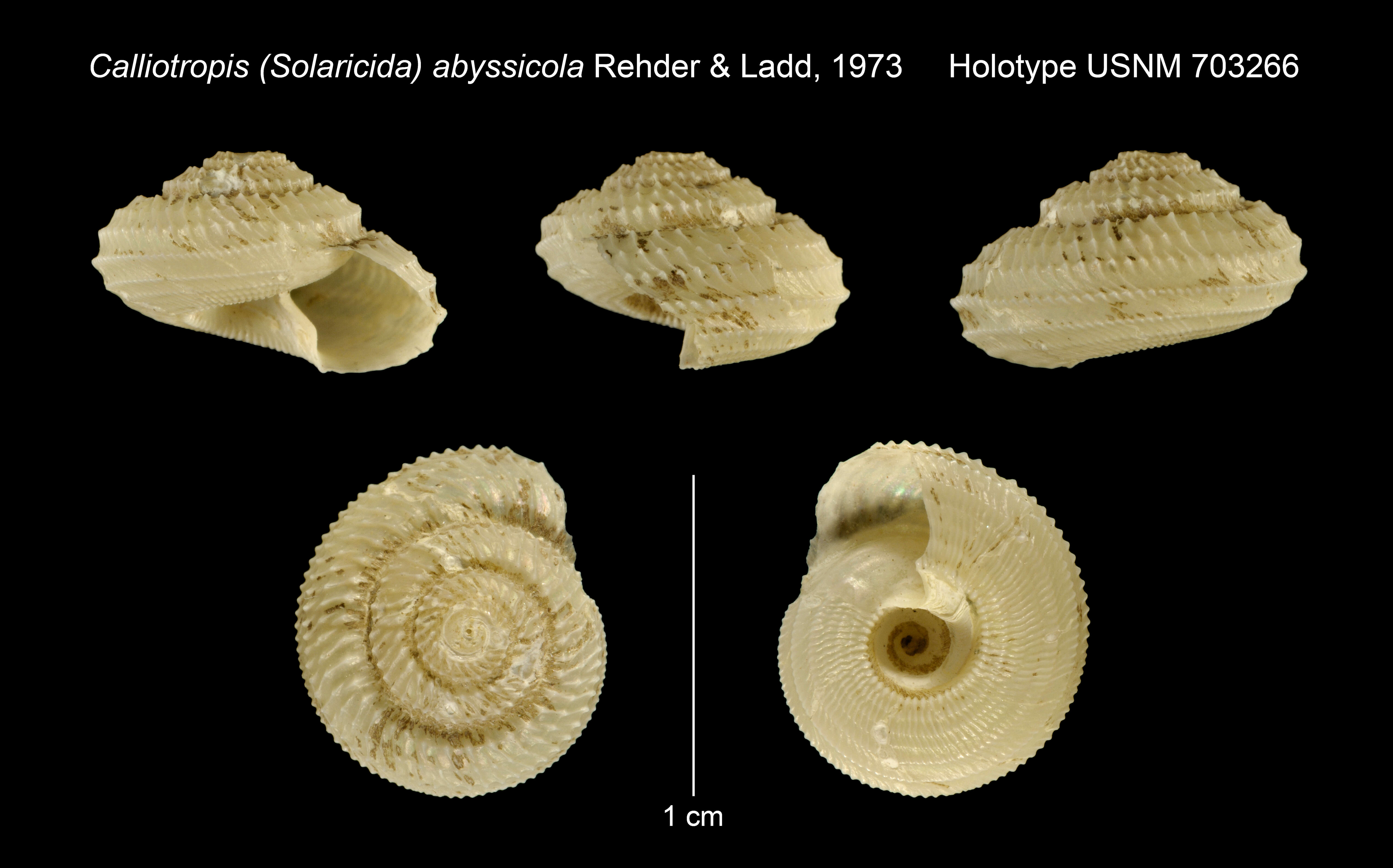 Image of Calliotropis abyssicola Rehder & Ladd 1973