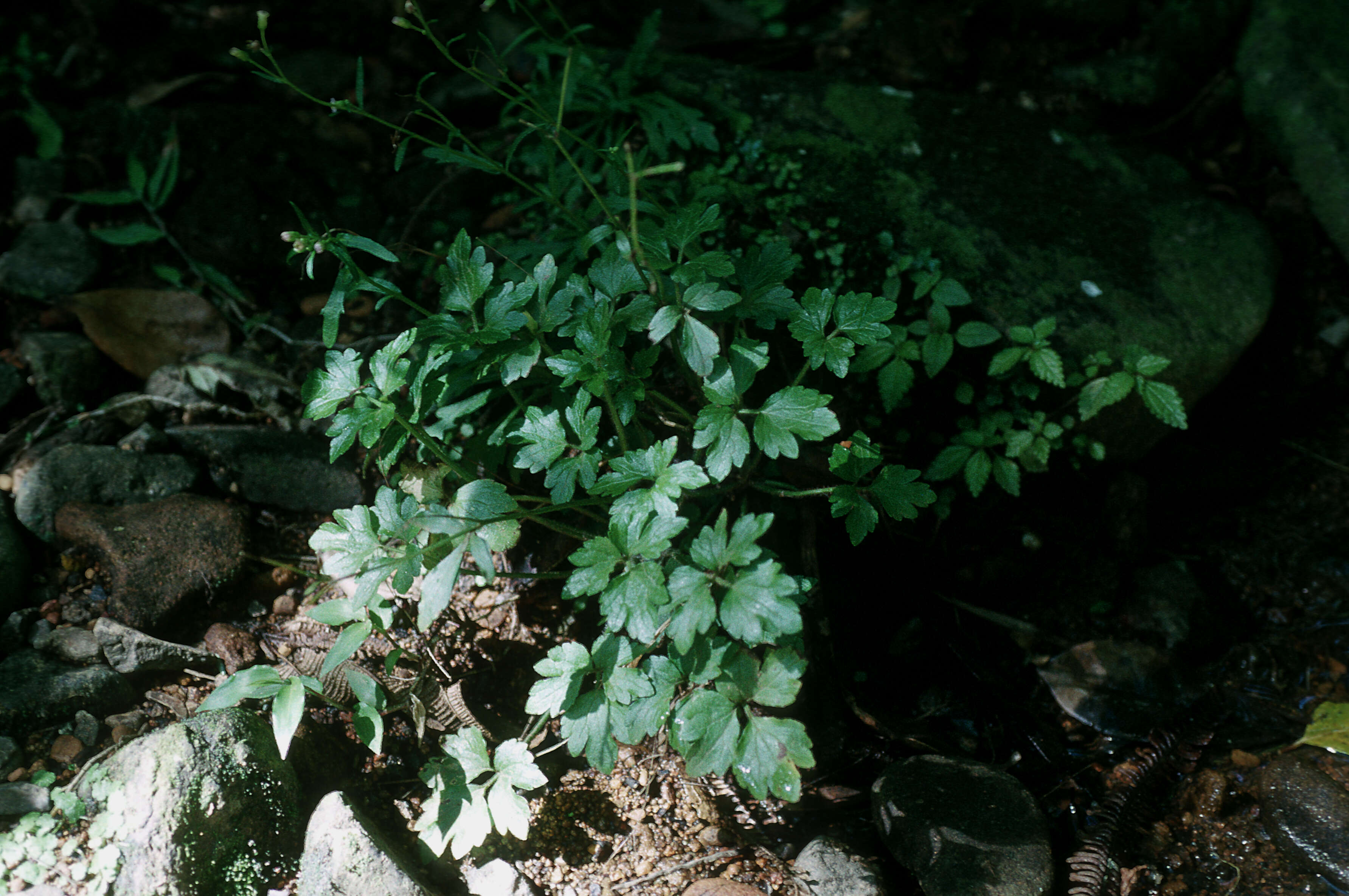 Image de Ranunculus recurvatus Poir.