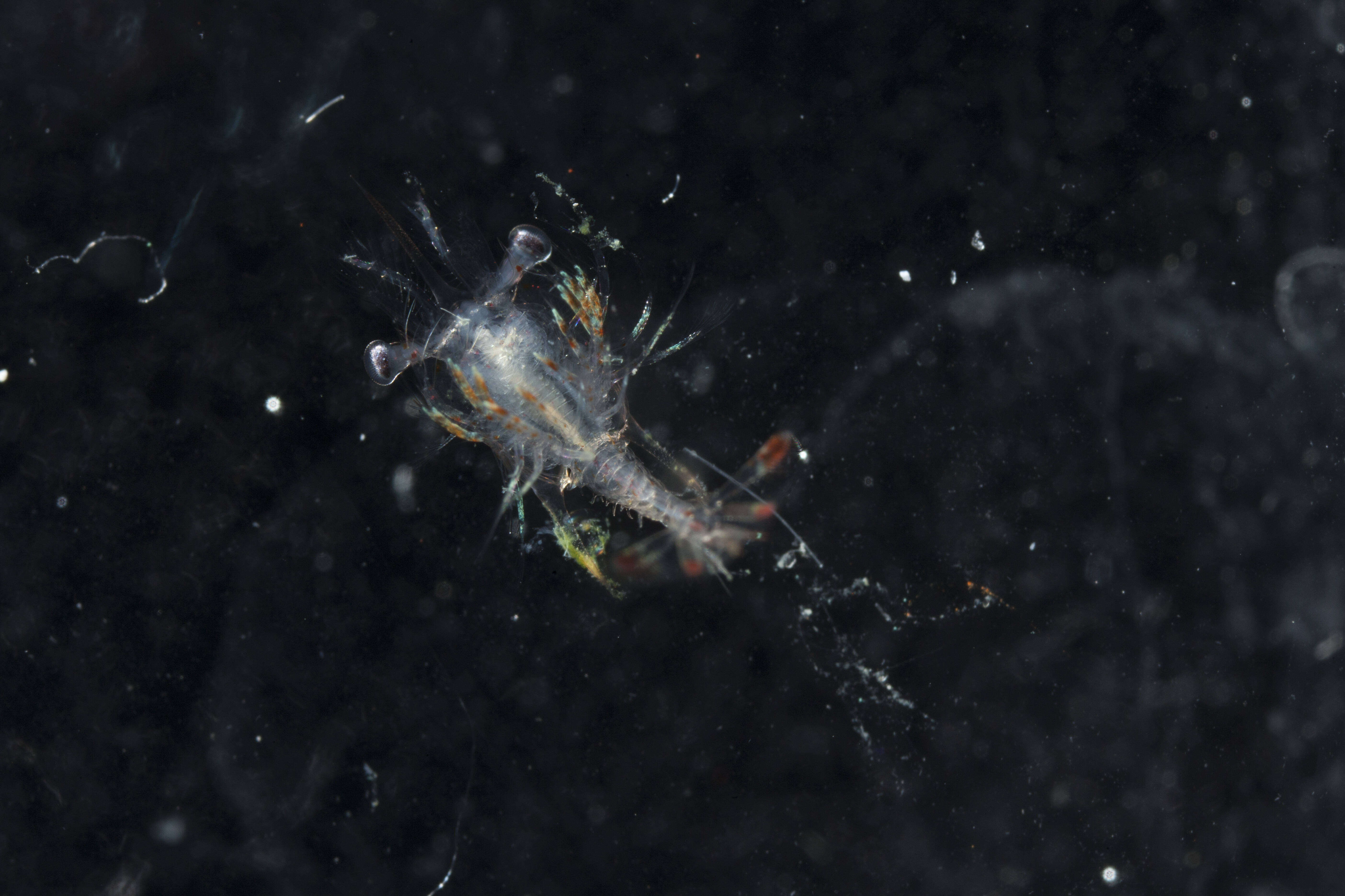 Image of Solenoceridae