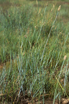 Image of Alpine Foxtail