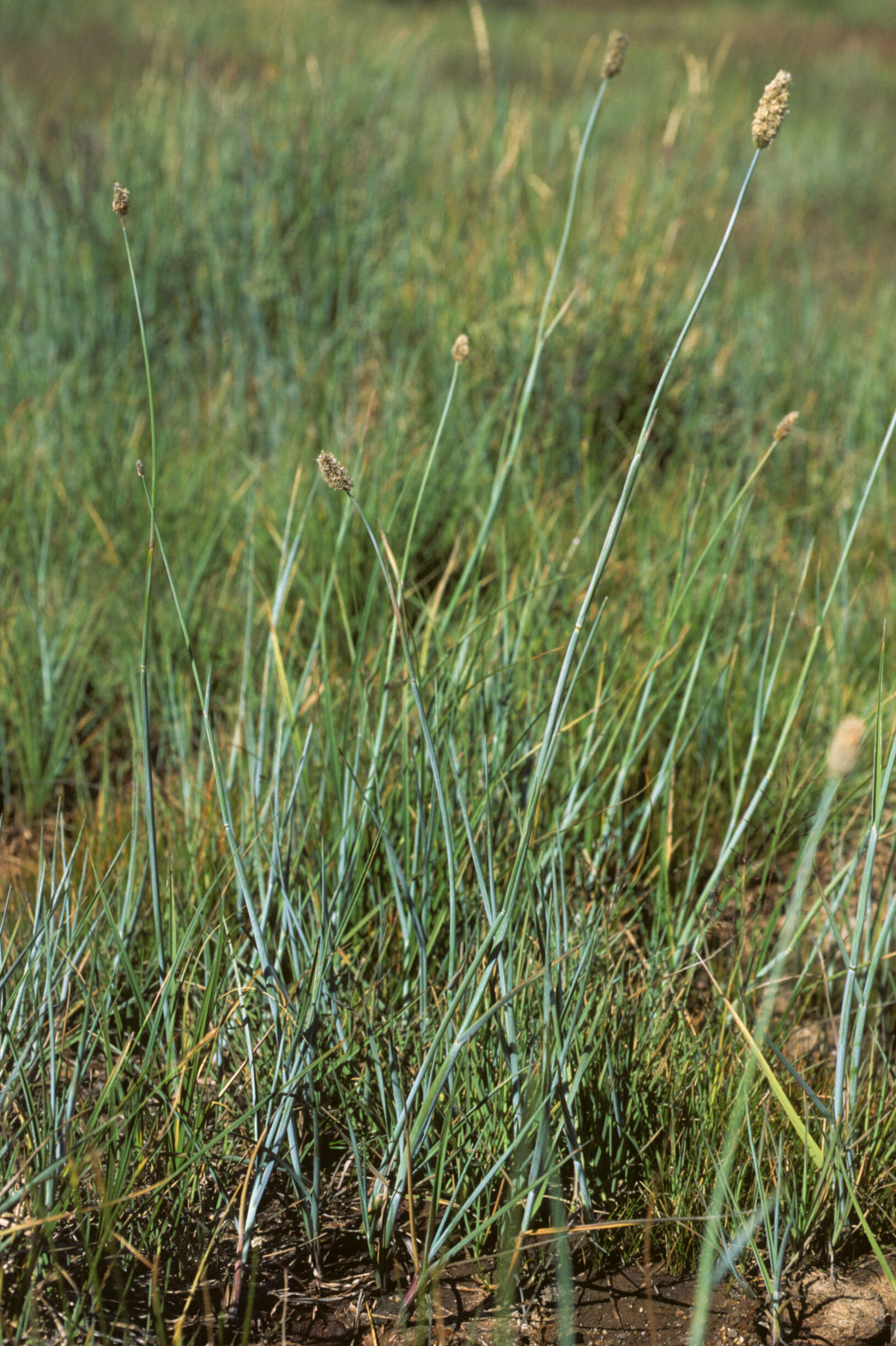 Image of Alpine Foxtail