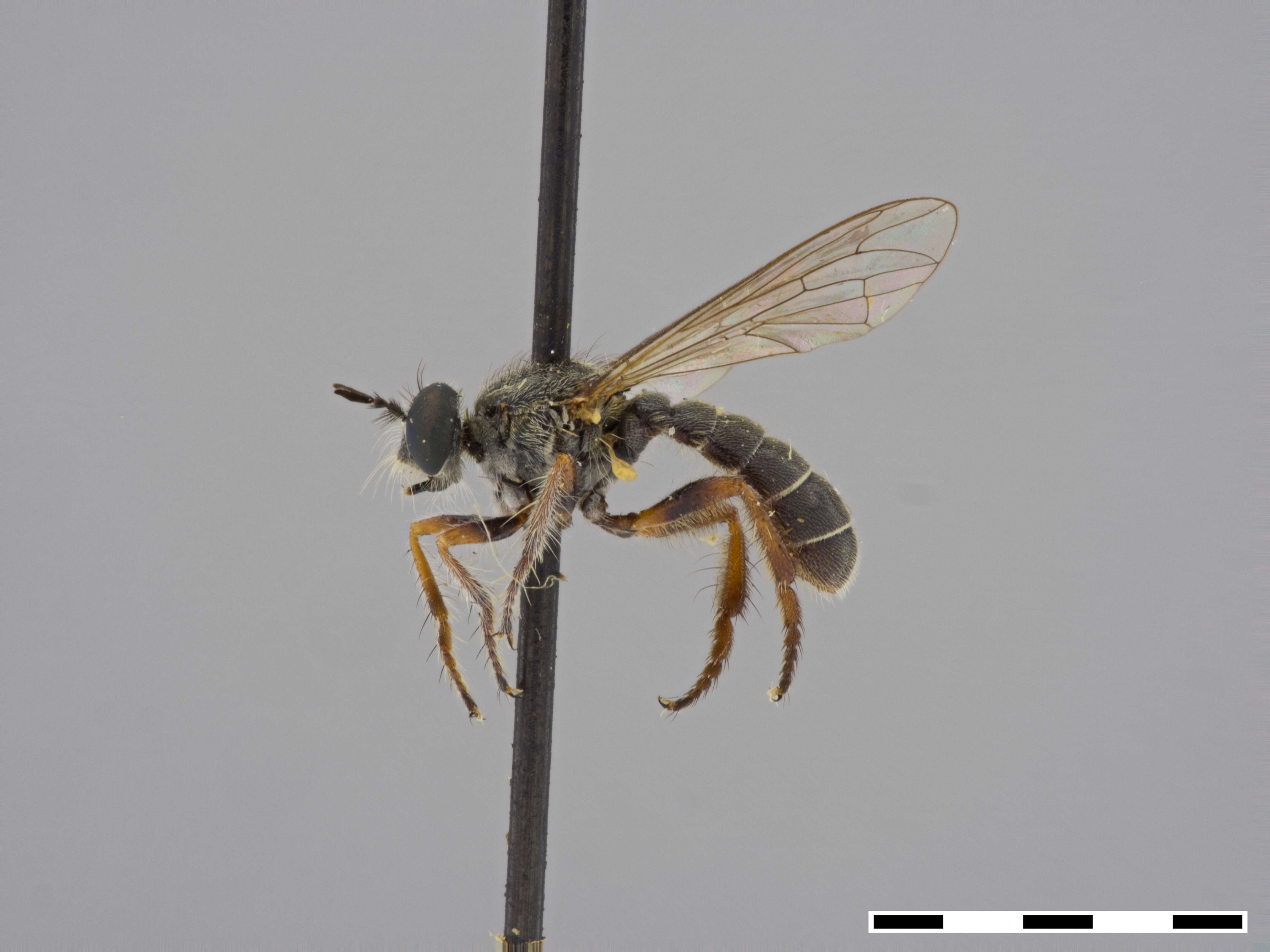 Image of Atomosia tibialis Macquart 1846