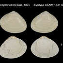 Imagem de Liocyma beckii Dall 1870