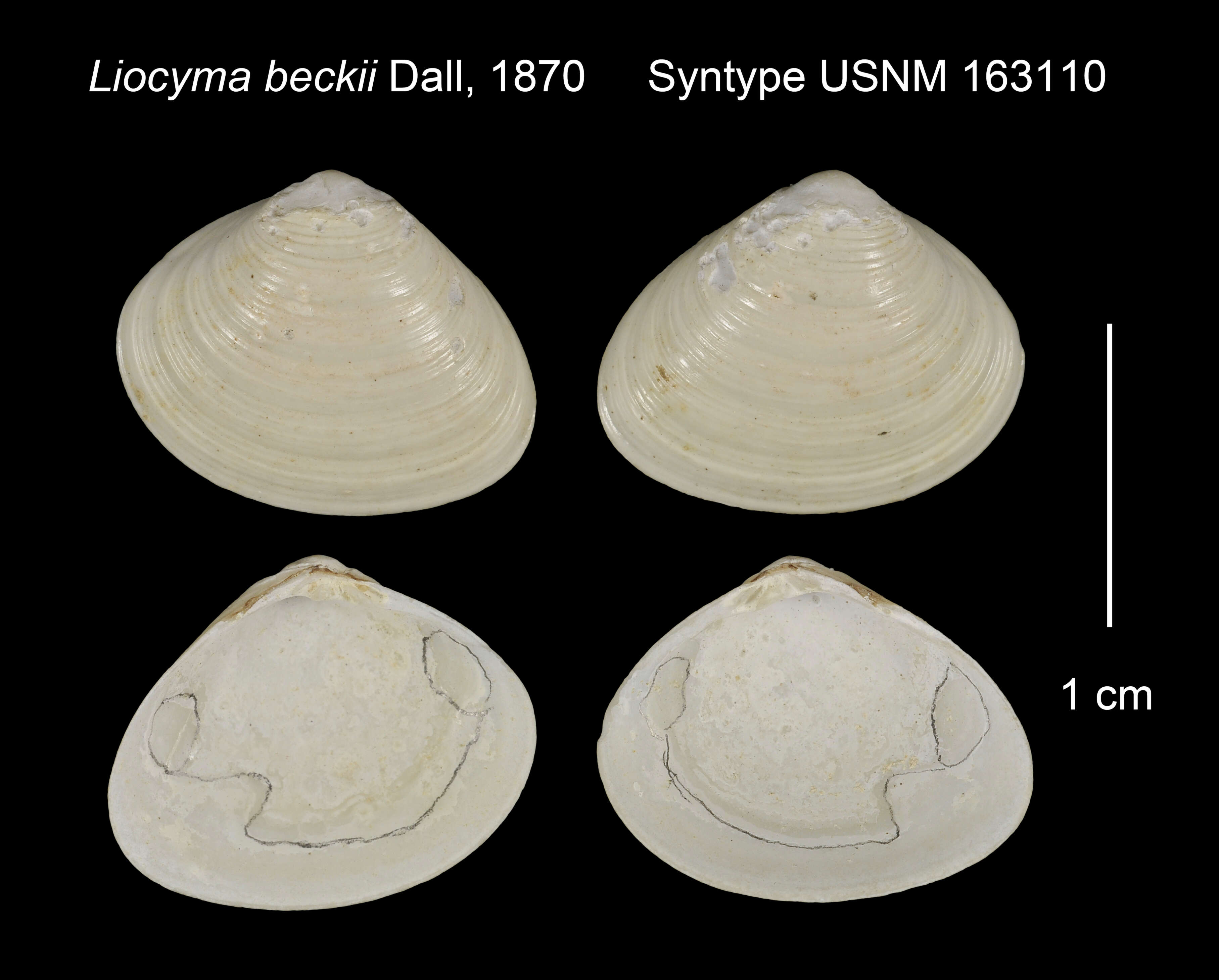 Image of Liocyma beckii Dall 1870