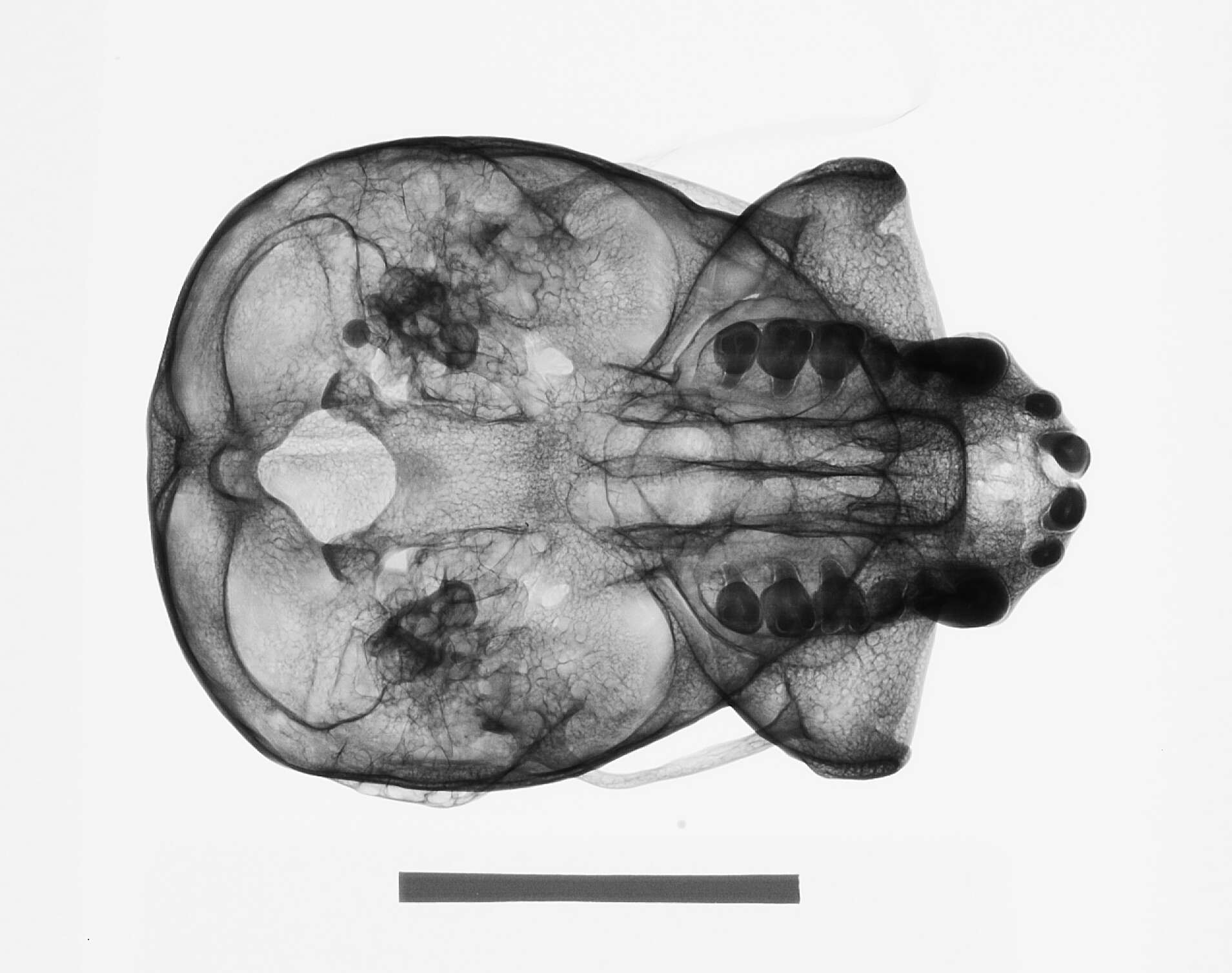 Image of northern Müller's Bornean gibbon