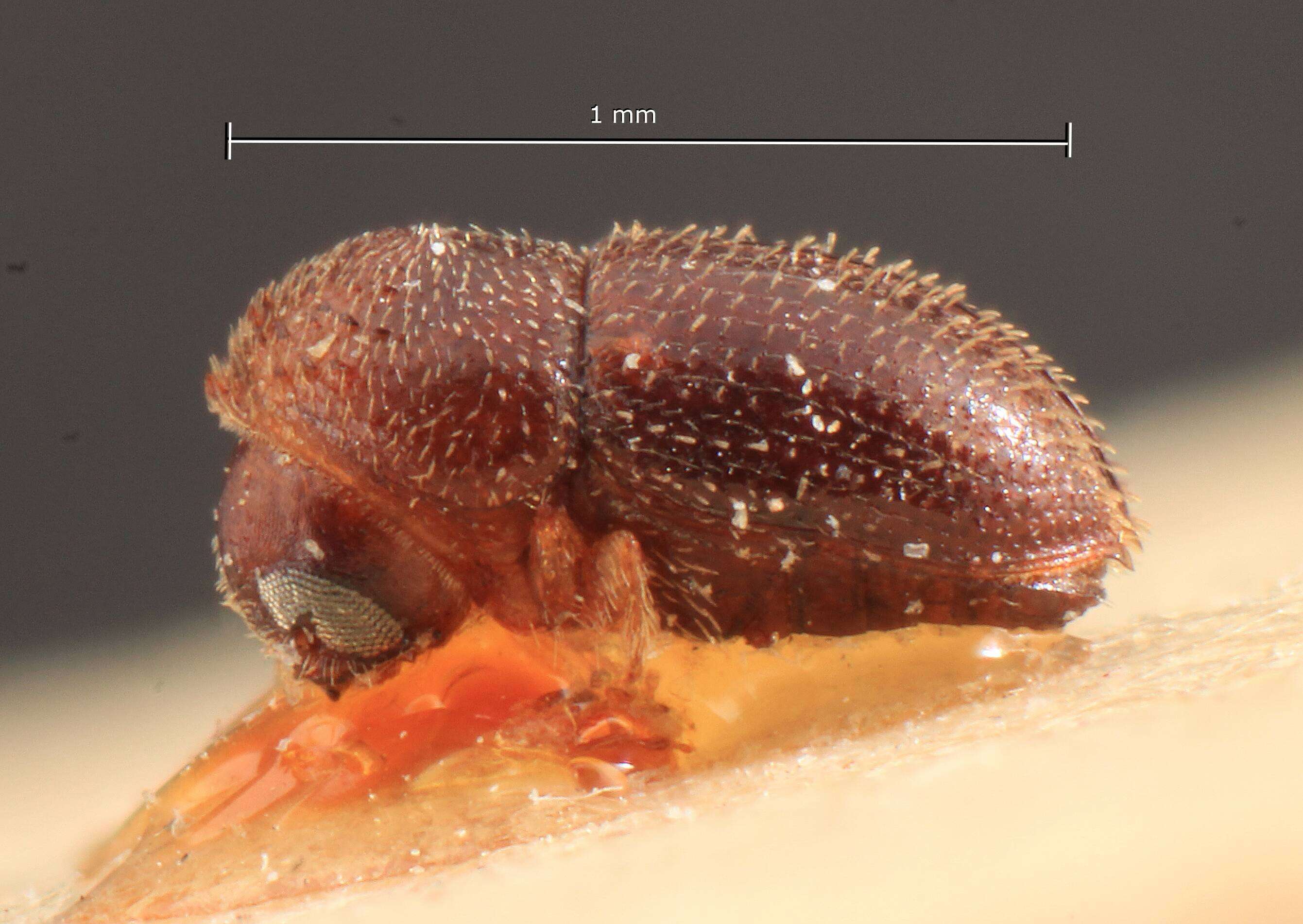 Image of Afromicracis