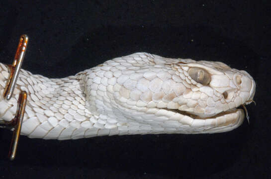 Image of Mohave Rattlesnake