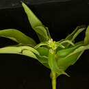 Image of Tradescantia velutina Kunth & C. D. Bouché