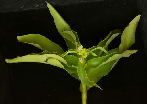 Tradescantia velutina Kunth & C. D. Bouché的圖片