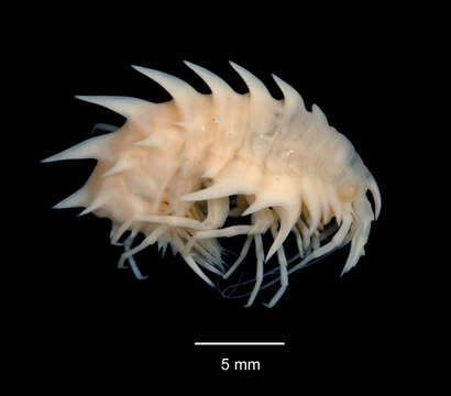 Image of Epimeria subgen. Drakepimeria d'Udekem d'Acoz & Verheye 2017