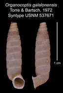 Imagem de Organocoptis galalonensis C. Torre & Bartsch 1972