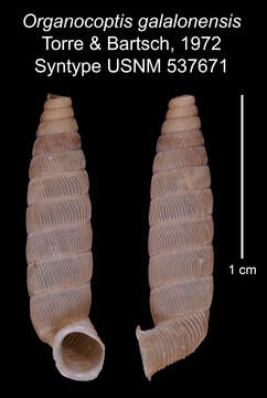 Imagem de Organocoptis galalonensis C. Torre & Bartsch 1972