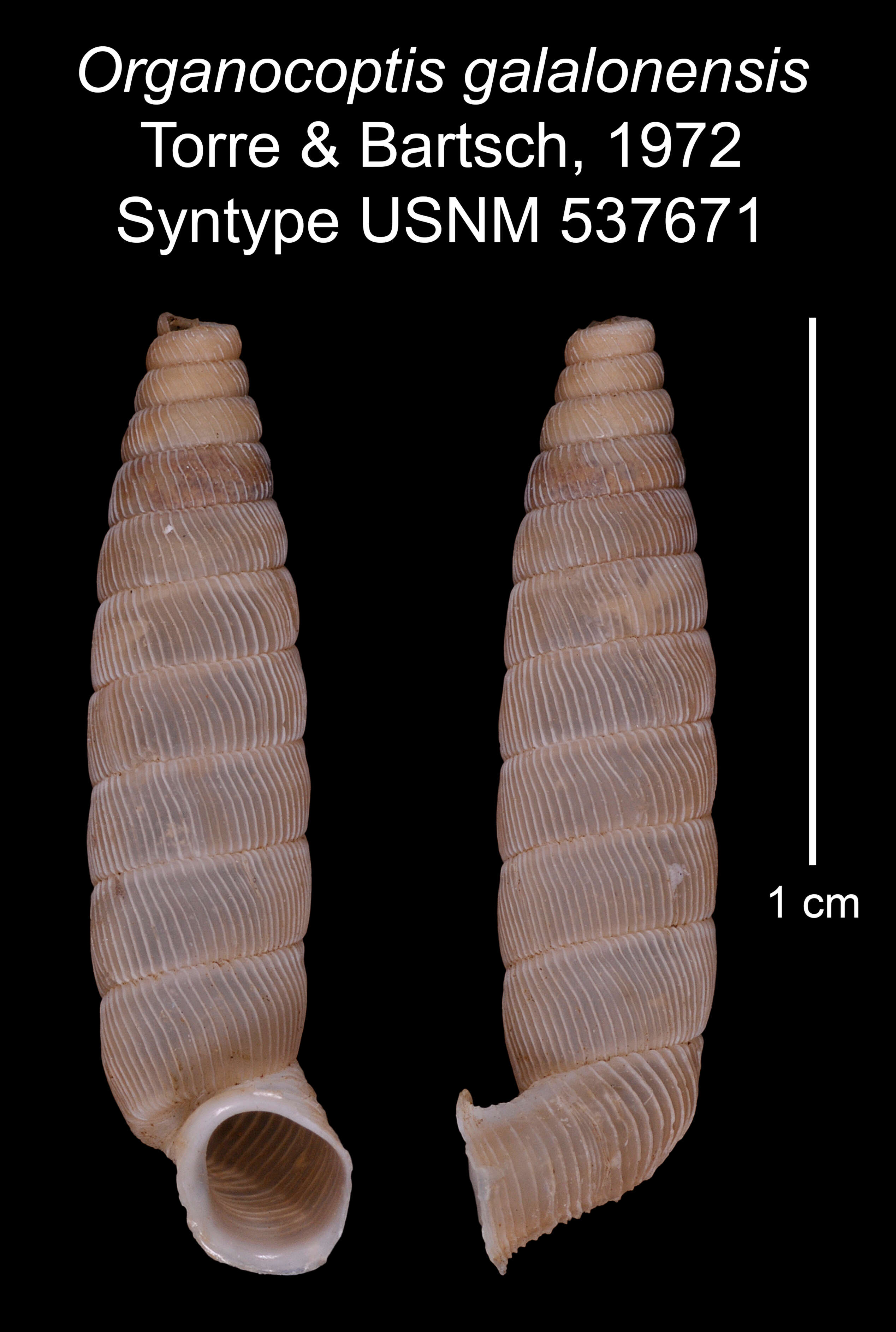 Imagem de Organocoptis galalonensis C. Torre & Bartsch 1972