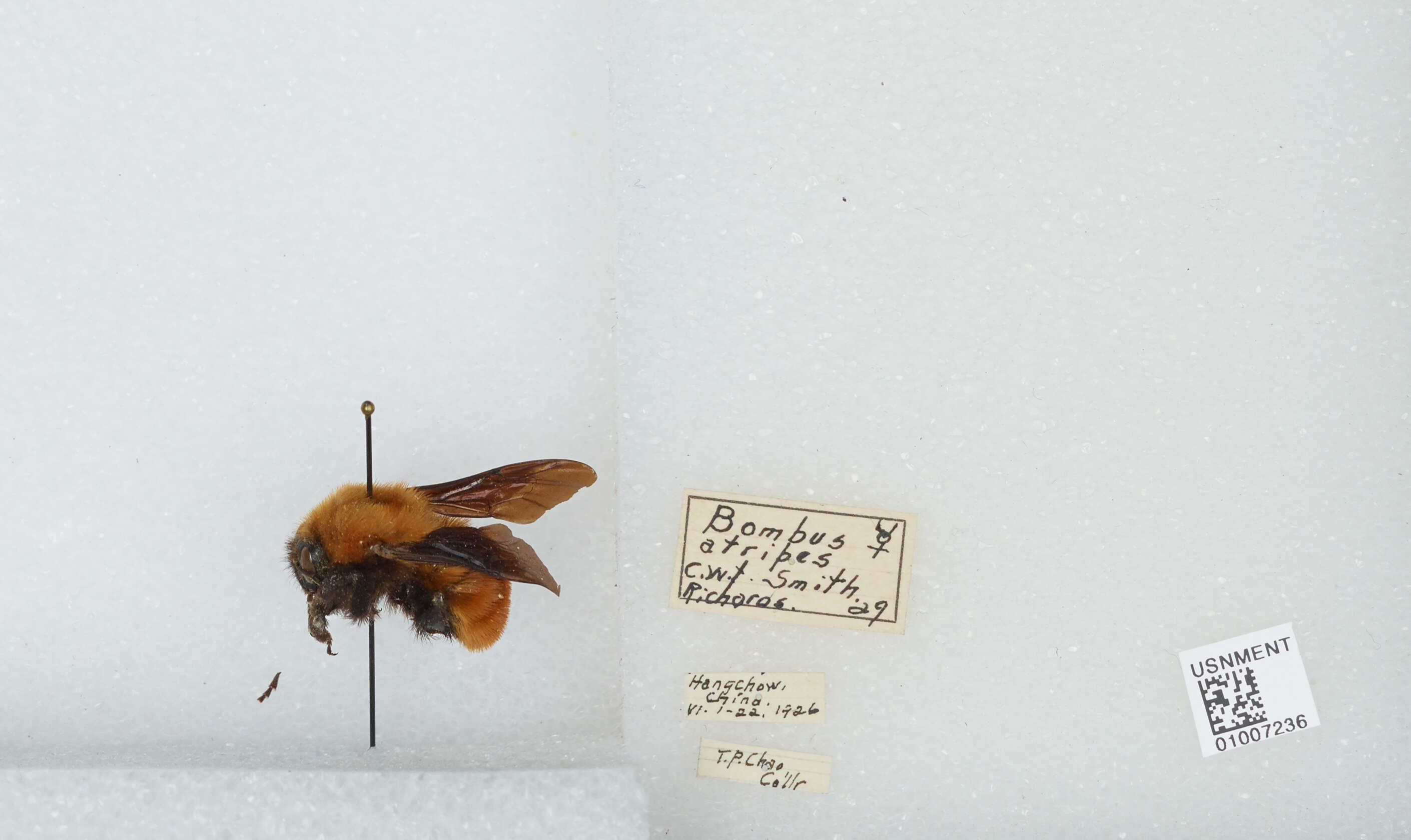 Image of Bombus atripes Smith 1852