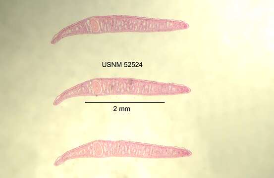 Image of Phagocata gracilis (Haldeman 1840)