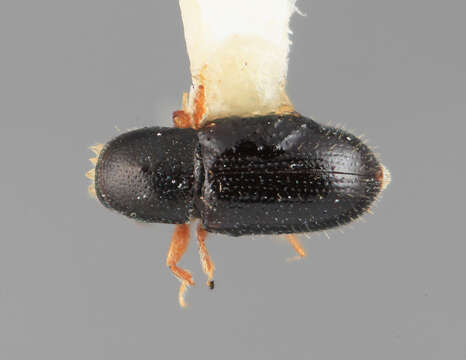 Image of Scolytodes clusiavorus Wood 1967