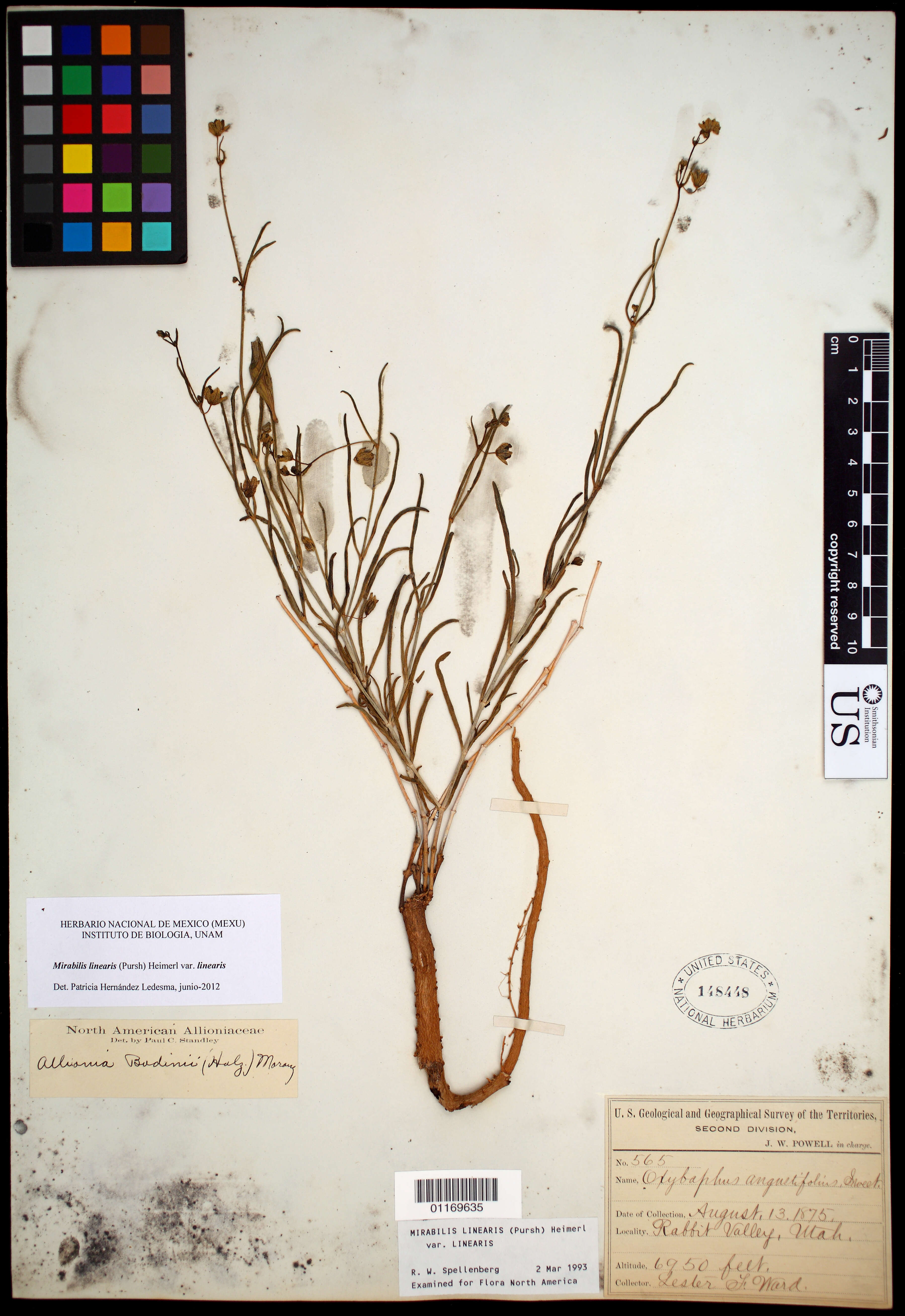 Image of Mirabilis linearis var. linearis