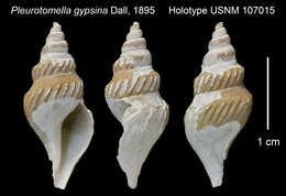 Sivun Pleurotomella A. E. Verrill 1872 kuva