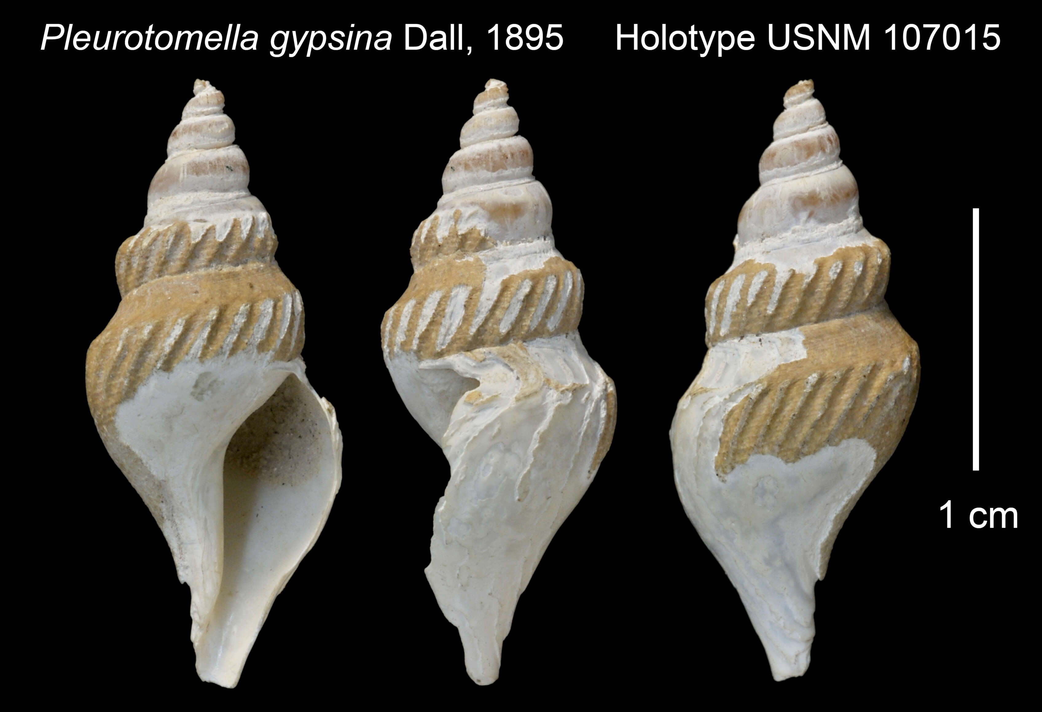 Sivun Pleurotomella A. E. Verrill 1872 kuva