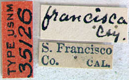 Image of Brachysomida francisca Casey 1913