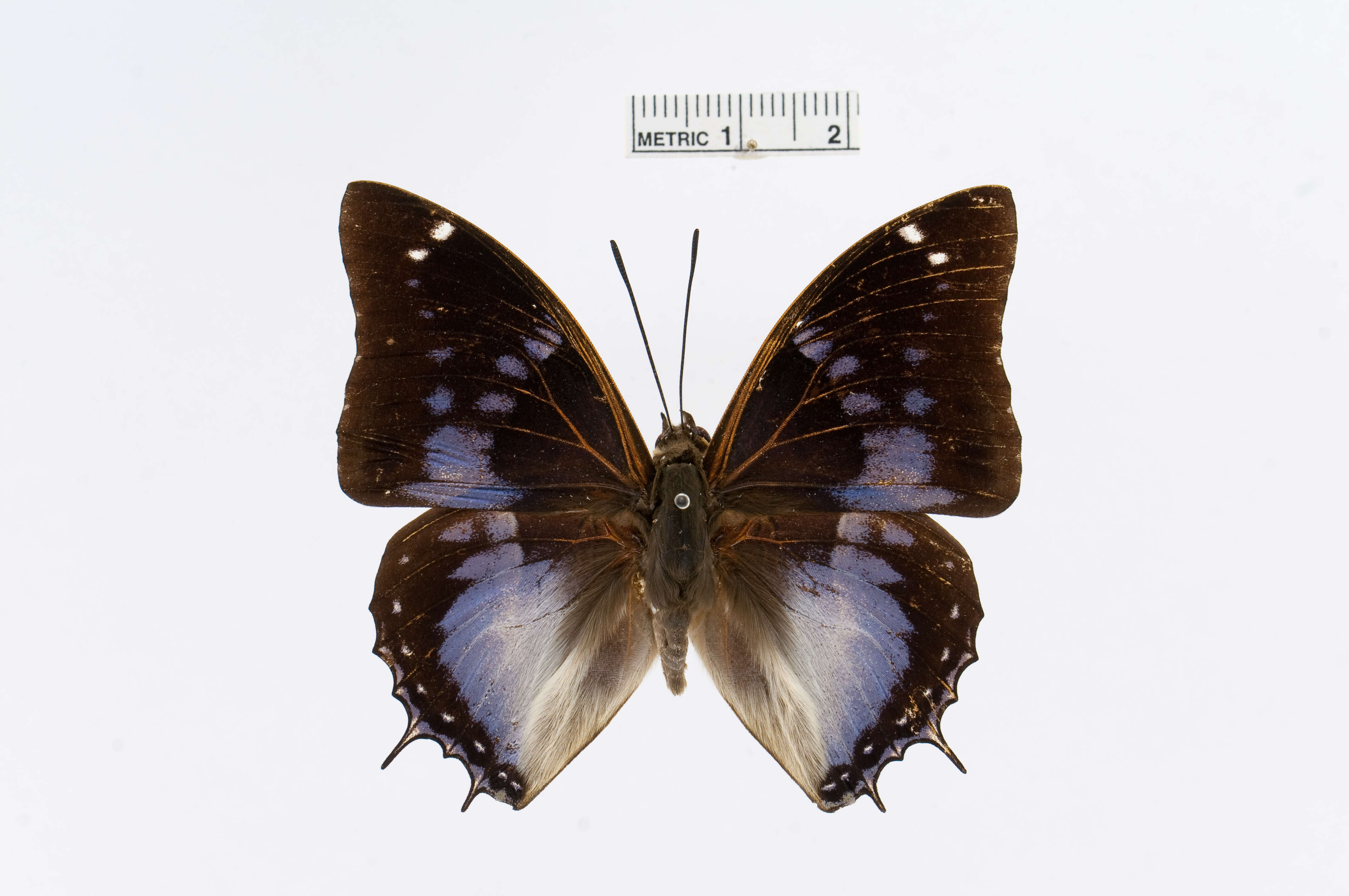 Charaxes violetta Grose-Smith 1885 resmi