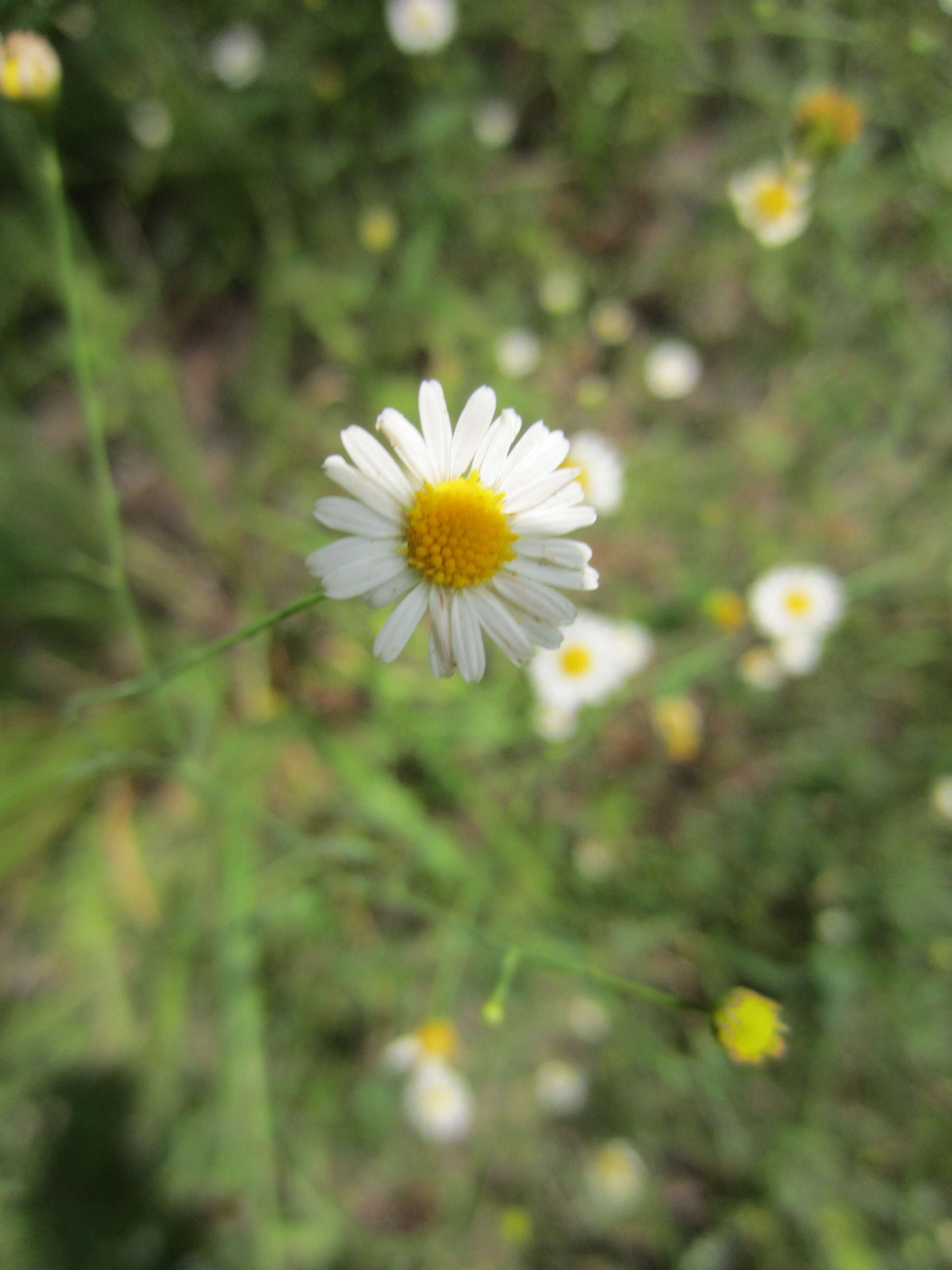 Image of <i>Boltonia <i>diffusa</i></i> var. diffusa