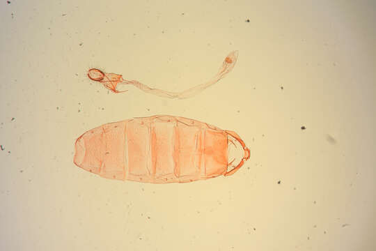 Image of Agonopterix chrautis Hodges 1974