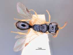 Image of Spilomena formosana (Tsuneki 1971)