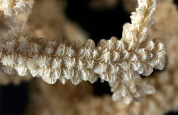 Image of spine coral