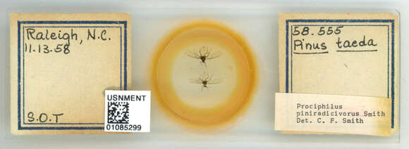 Image of Prociphilus (Prociphilus) piniradicivorus Smith & C. F. 1969