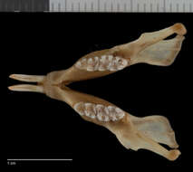 Image of Glaucomys sabrinus yukonensis (Osgood 1900)