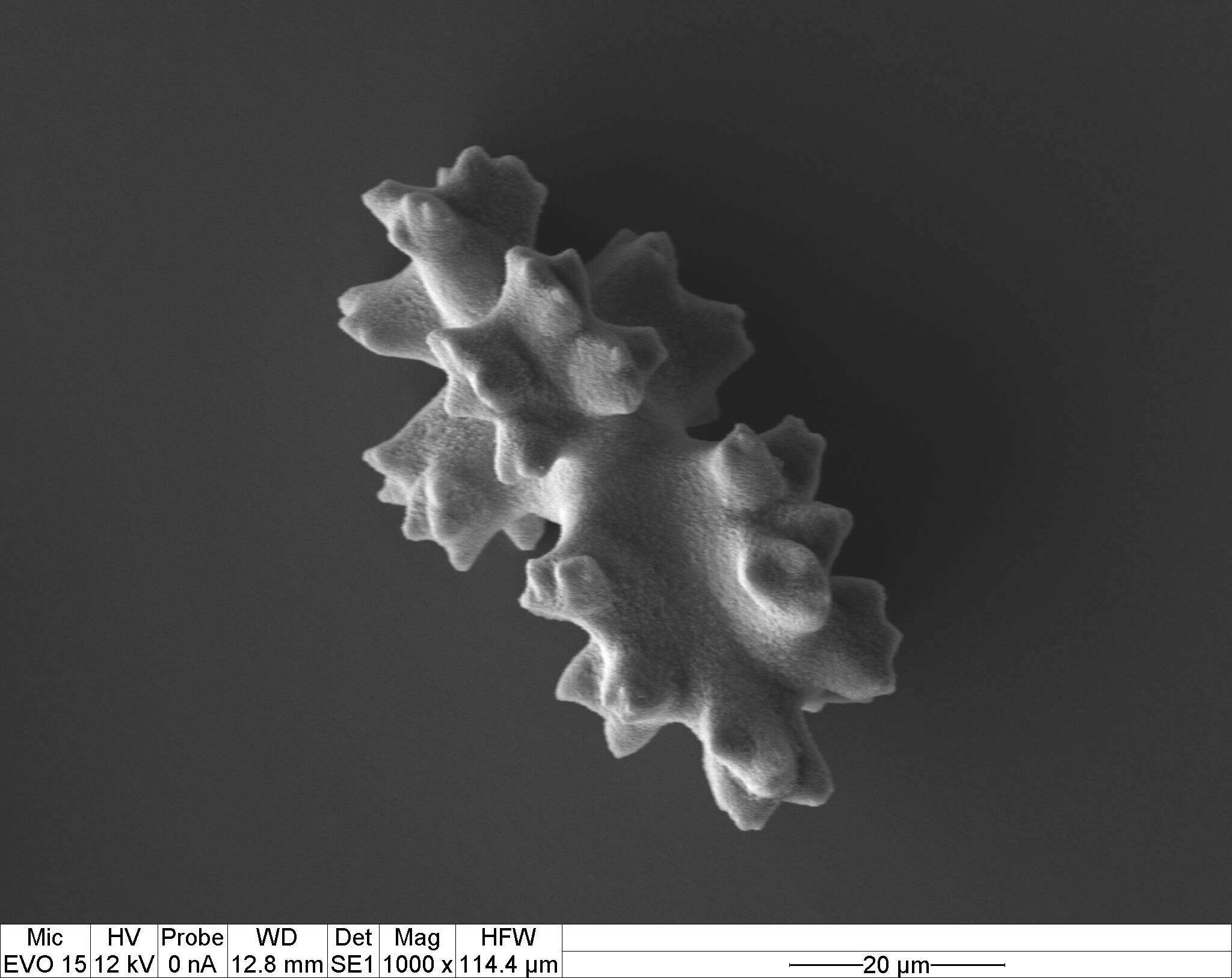 Image of Pleurocorallium porcellanum (Pasternak 1981)