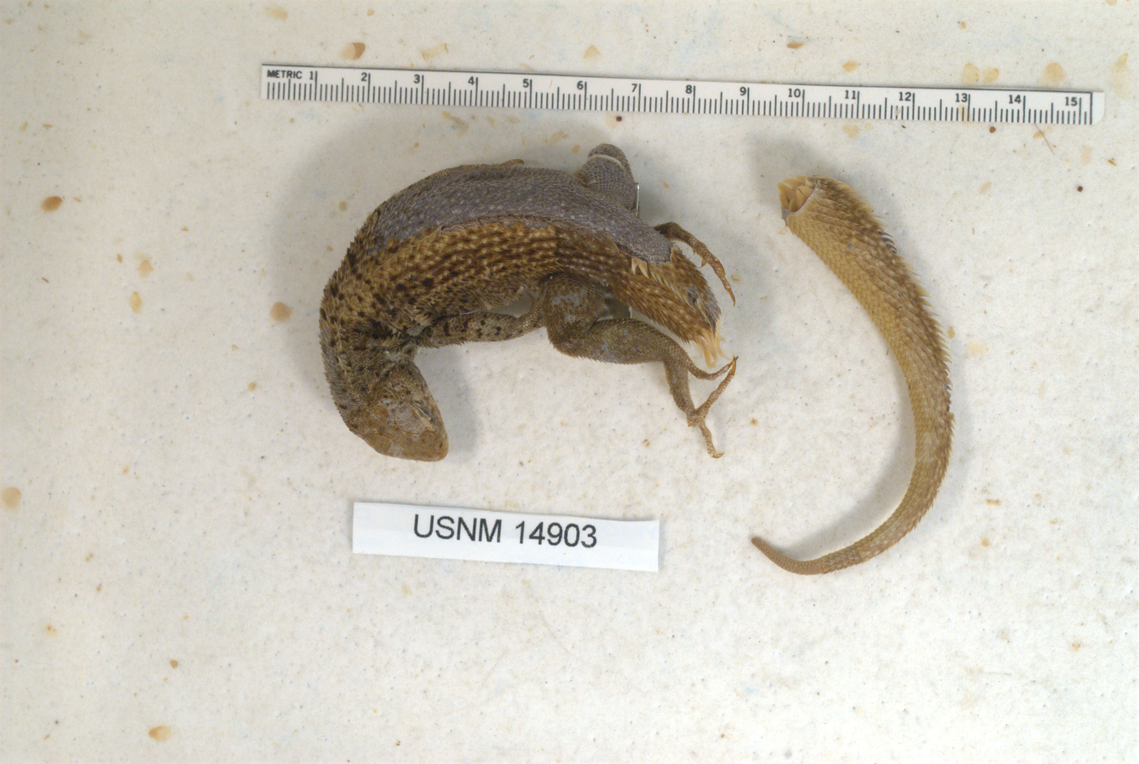 Image of Galapagos Lava Lizard