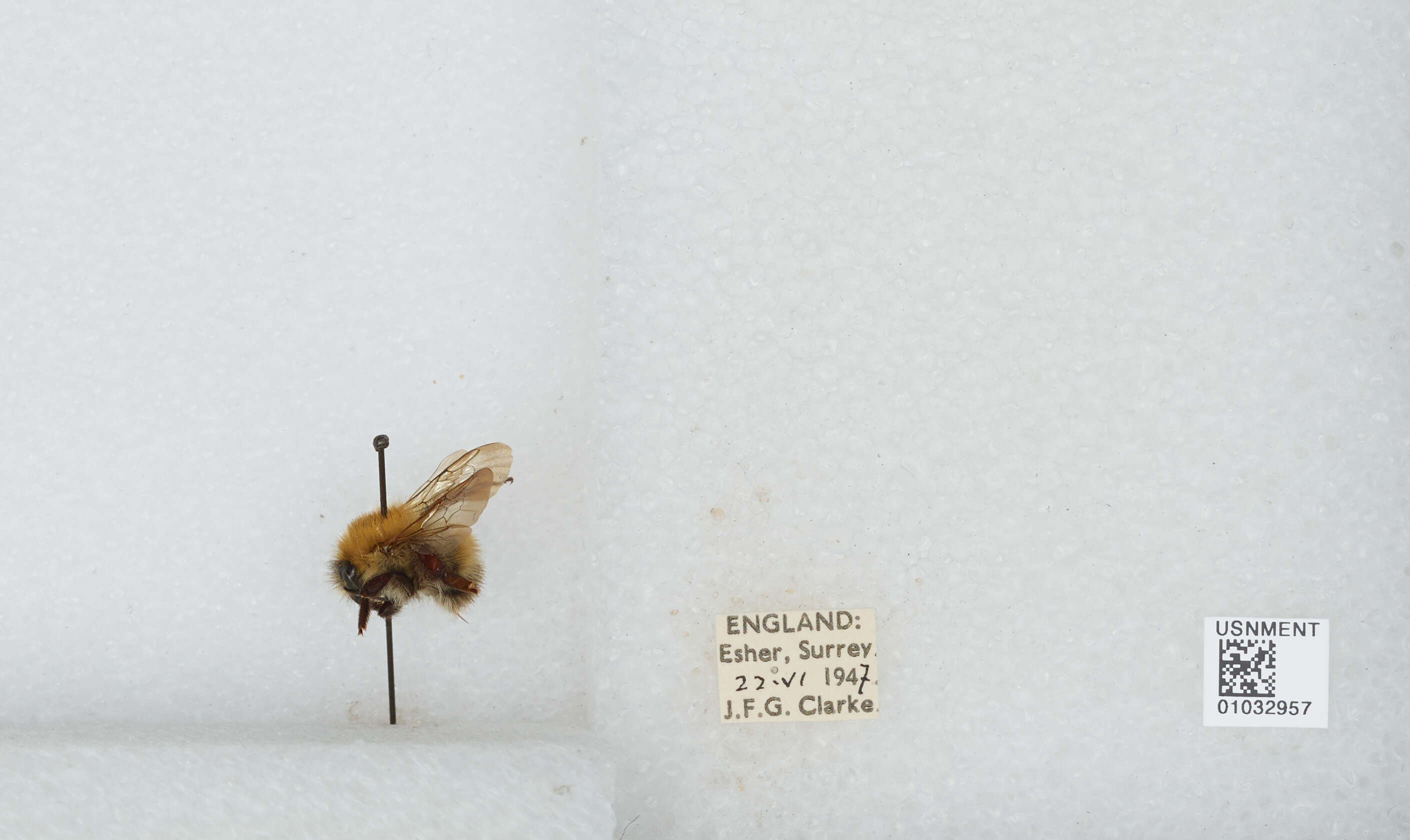 Image of Common carder bumblebee