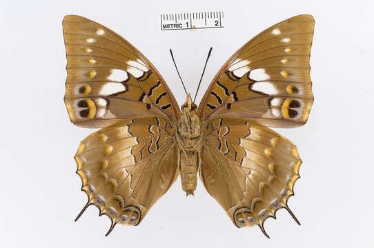 Image of Charaxes xiphares Cramer 1781