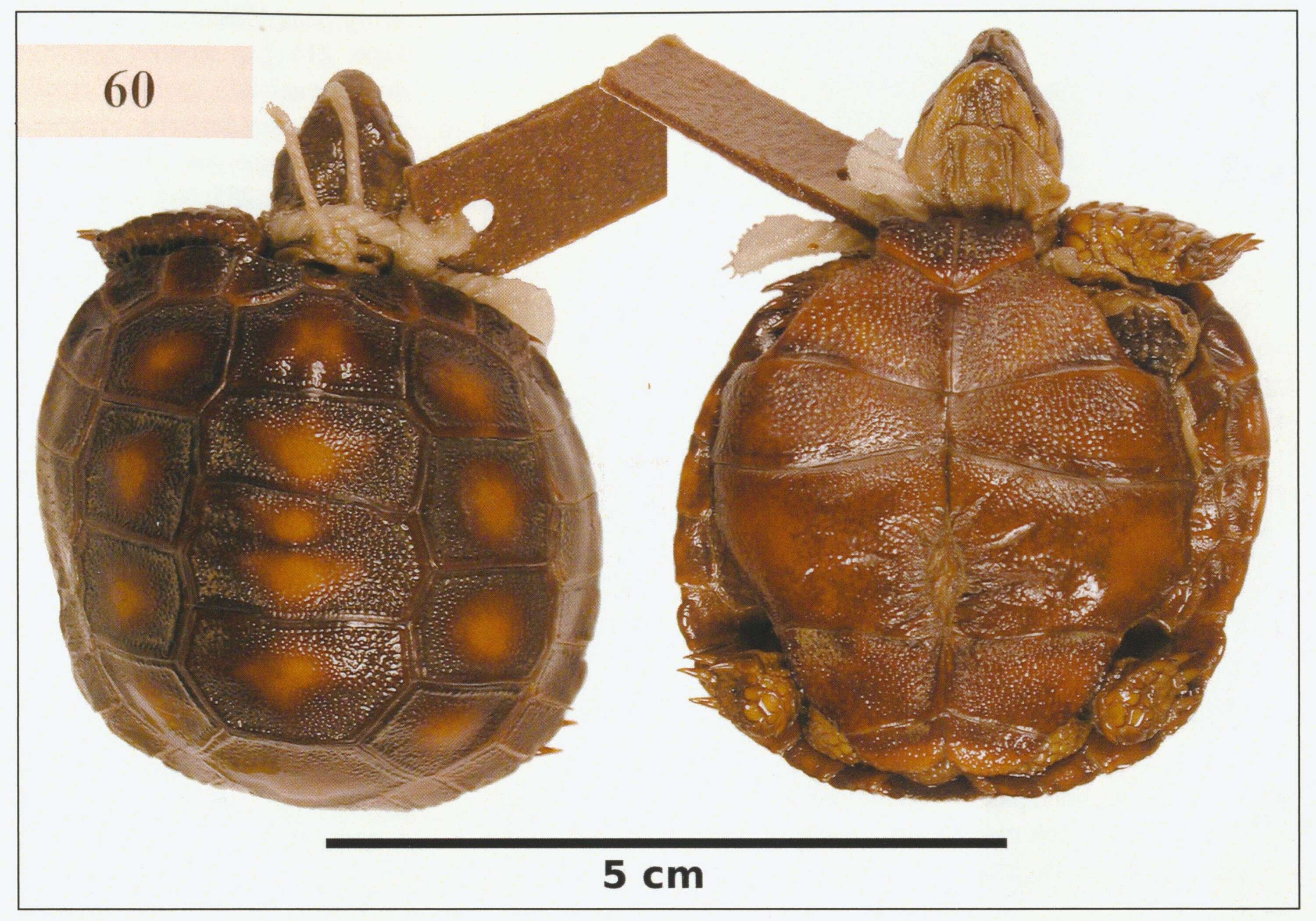 Слика од Gopherus berlandieri (Agassiz 1857)