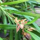 Imagem de Maxillaria imbricata Barb. Rodr.