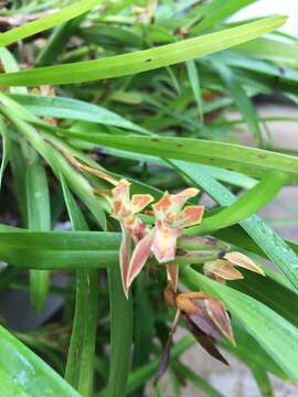 Imagem de Maxillaria imbricata Barb. Rodr.