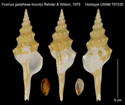 Image of Cyrtulus bountyi (Rehder & B. R. Wilson 1975)