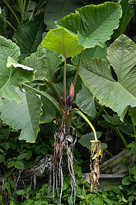 Image of tall elephant's ear