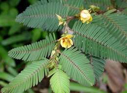 Image of Sensitive partridge pea