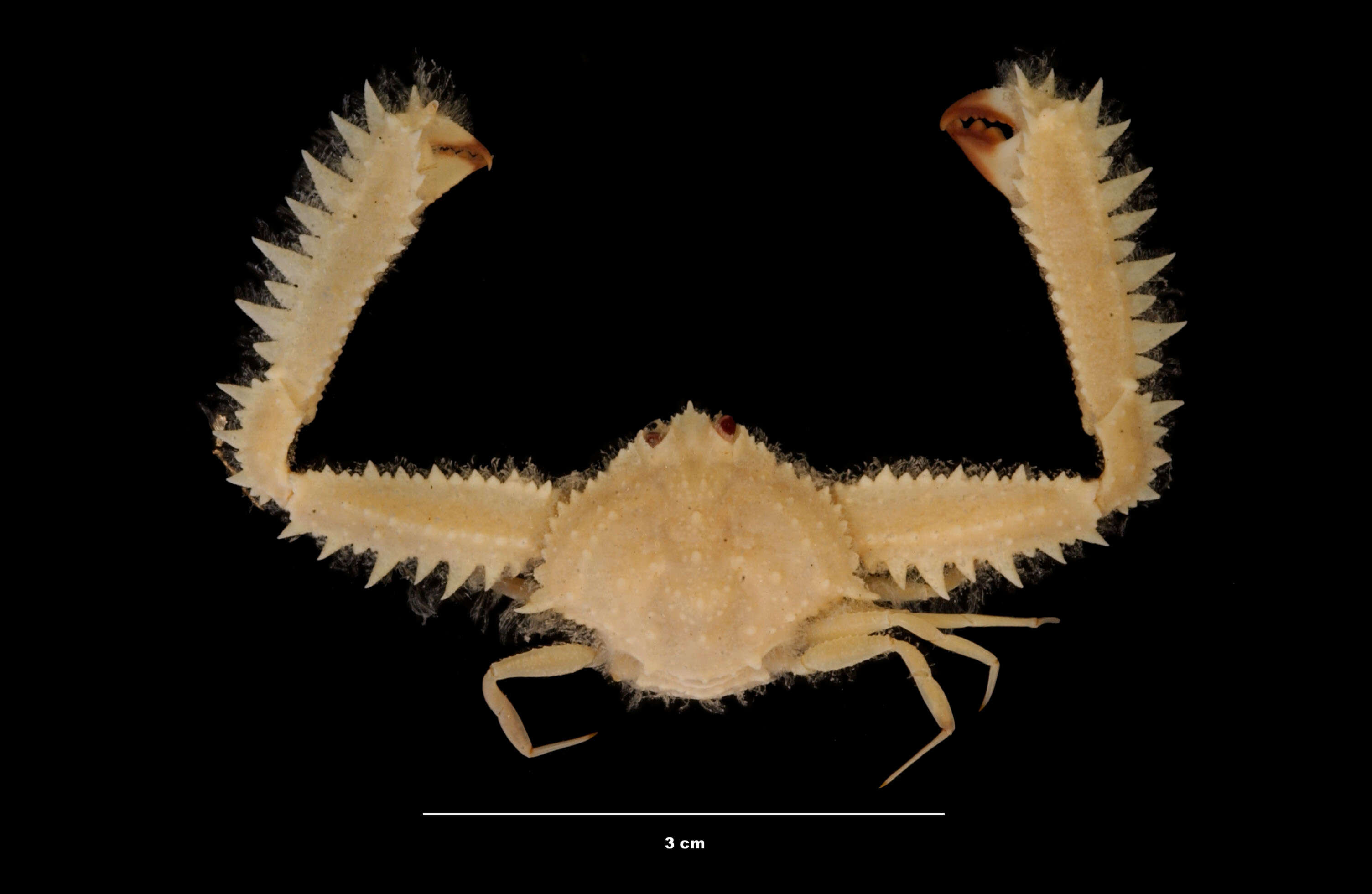 Image de Ctenodrilus serratus (Schmidt 1857)